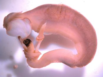 Media type: image;   Malacology 356327 Description: Specimen in ethanol;
